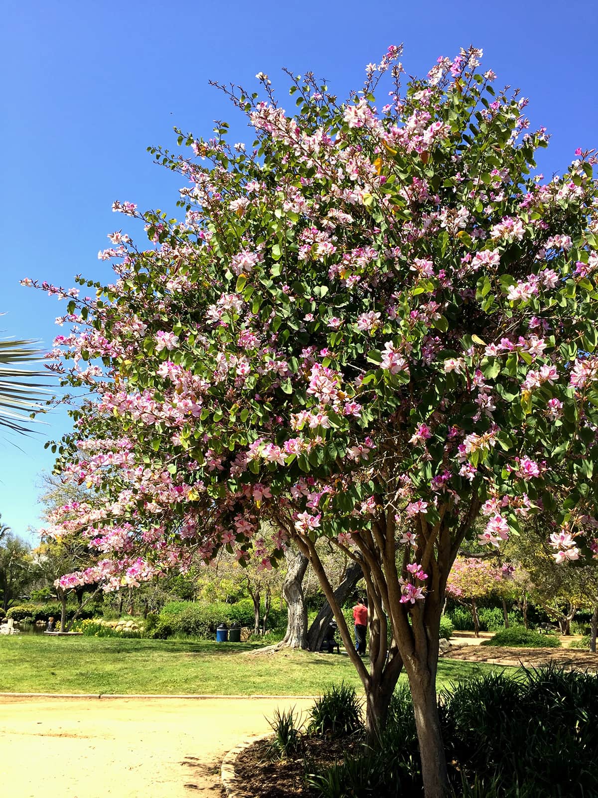 orchid-tree-april-2016 Orchid Tree Tree of the Month April 2016
