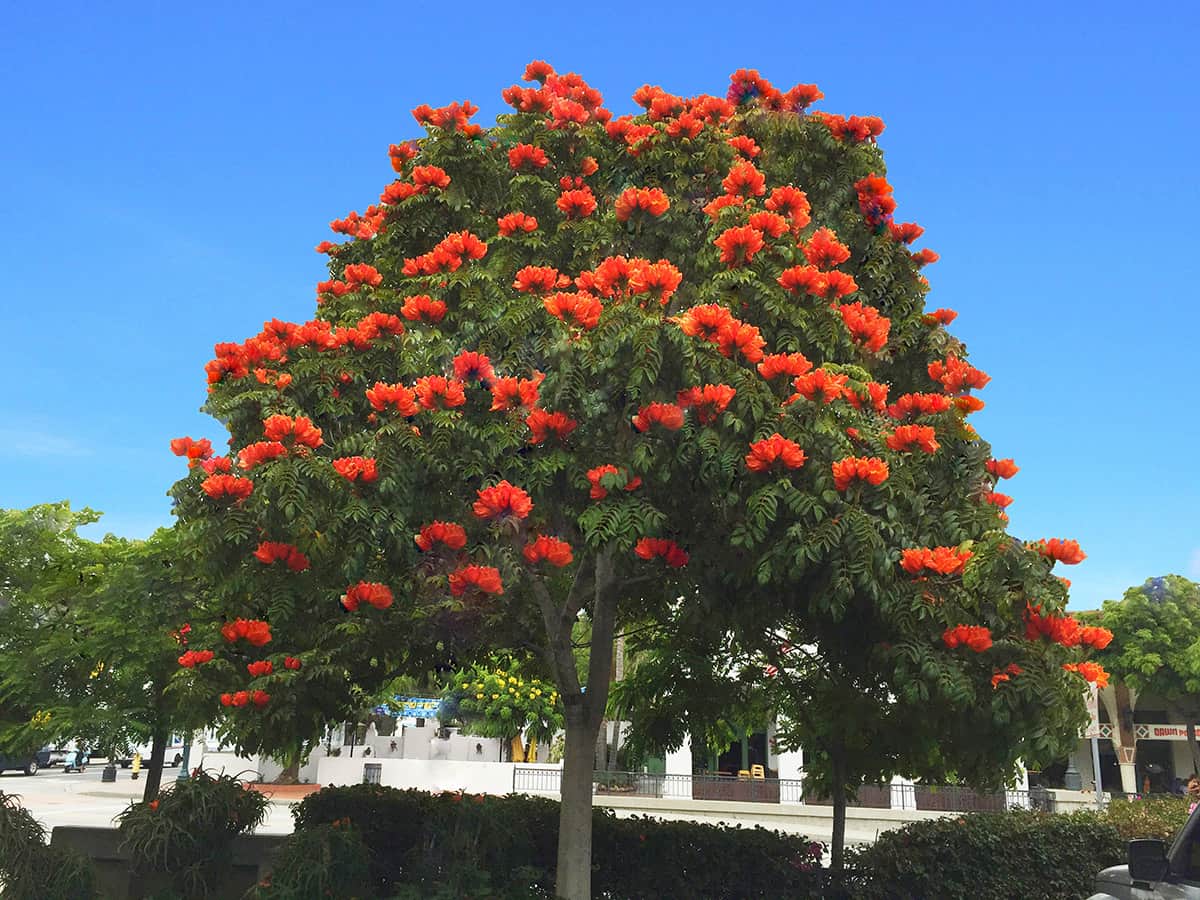 African Tulip Tree IMG_0999 Gress copy-001 (2016_09_07 17_32_41 UTC) African Tulip Tree