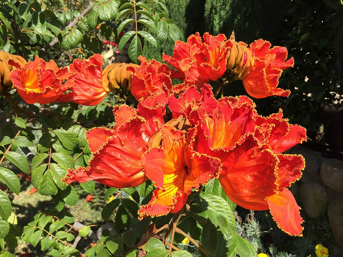 African Tulip Tree Spathodea - Orange Flower IMG_1053 African Tulip Tree - Orange Flower