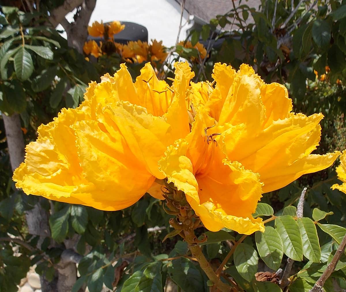 African Tulip Tree Spathodea - Yellow Flower African Tulip Tree - Yellow Flower