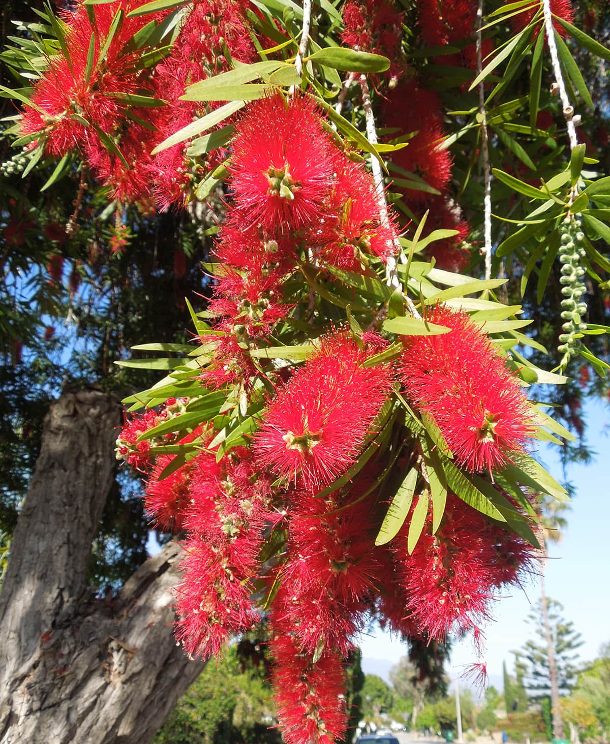 Bottlebrush Flower IMG 462 Gress Bottlebrush Flower