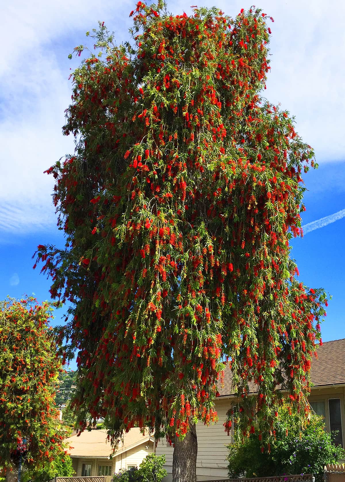 Bottlebrush IMG_1668 Gress Weeping Bottlebrush Tree