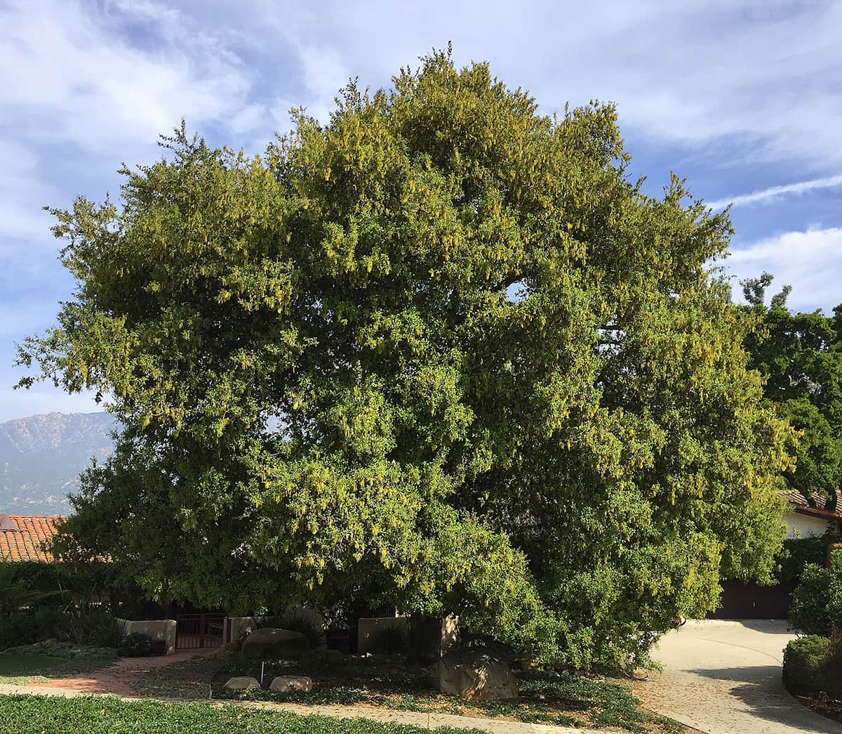 Coast Live Oak - Coronada Circle - Gress IMG 1606-1 Coast Live Oak - Coronada Circle