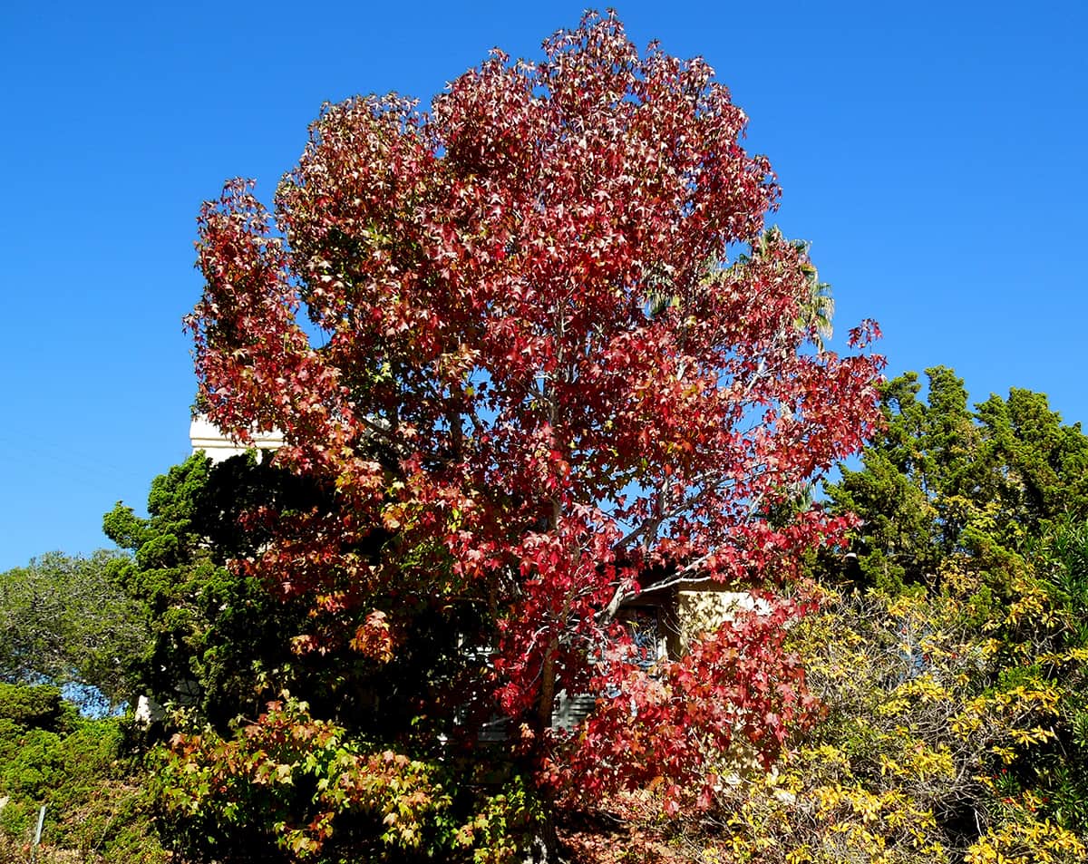 December_2016_01 Liquidambar Tree Dec 2016 Tree of the Month