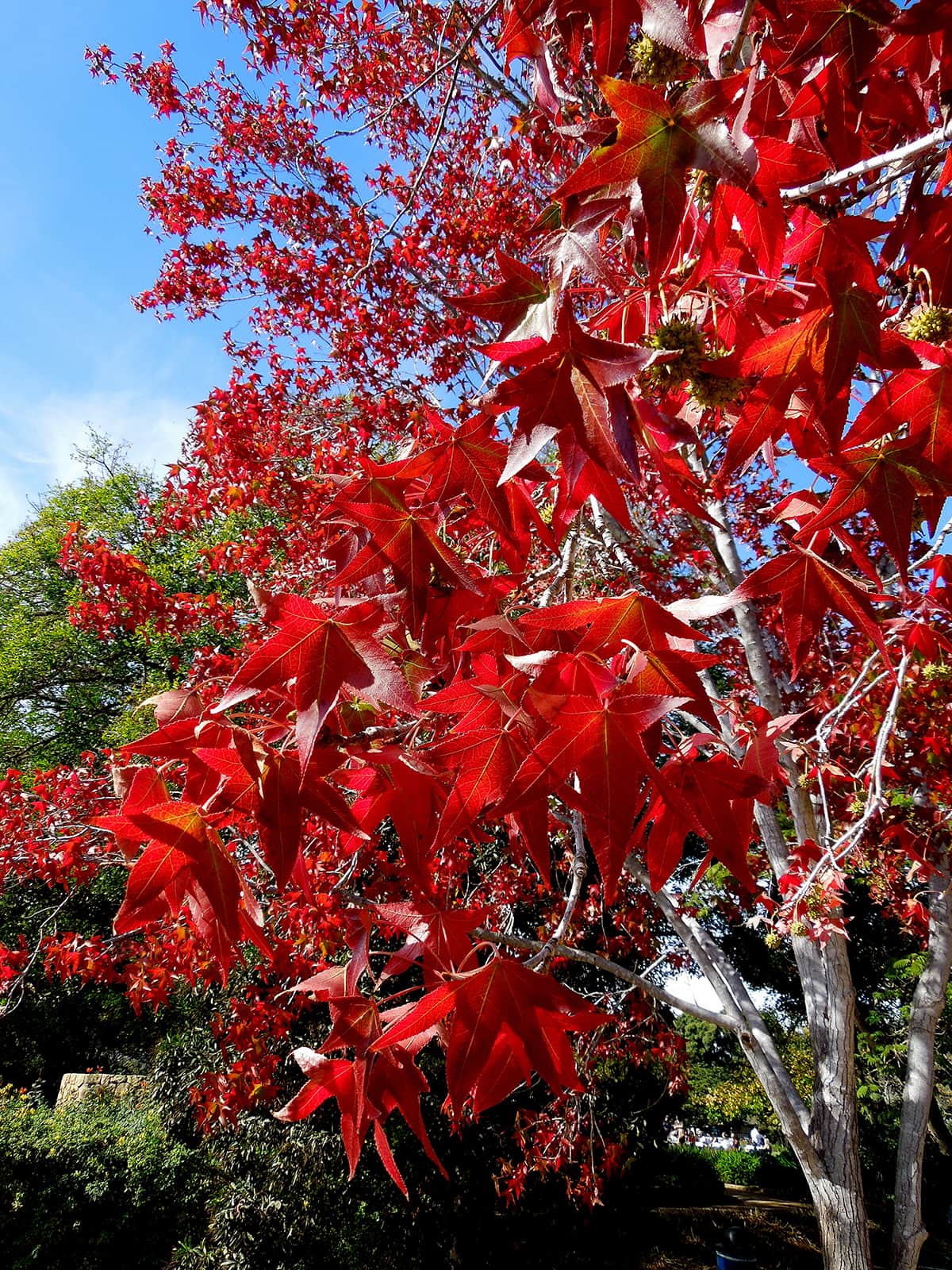 December_2016_02 Liquidambar Tree Dec 2016