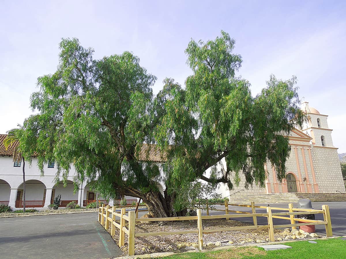 February_2017_01 California Pepper Tree - SB Beautiful Tree of the Month
