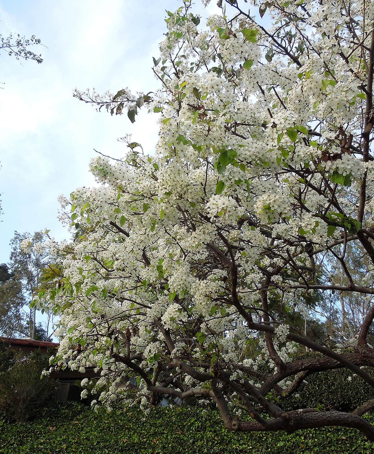 January_2017_01 Evergreen Pear tree
