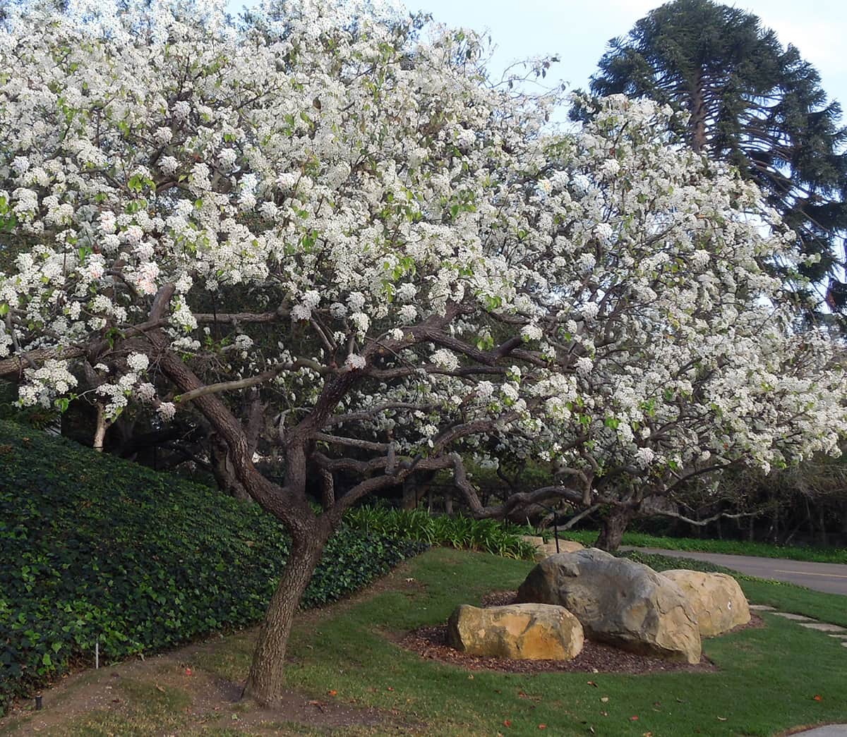 January_2017_02 Evergreen Pear Tree of the Month SB Beautiful