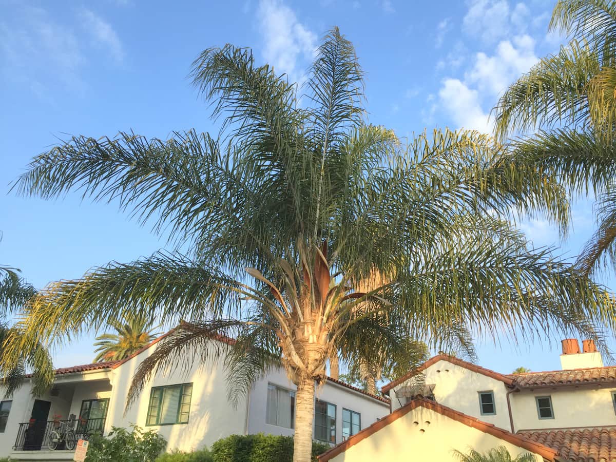 June_2016_Queen palm_03 The Queen Palm