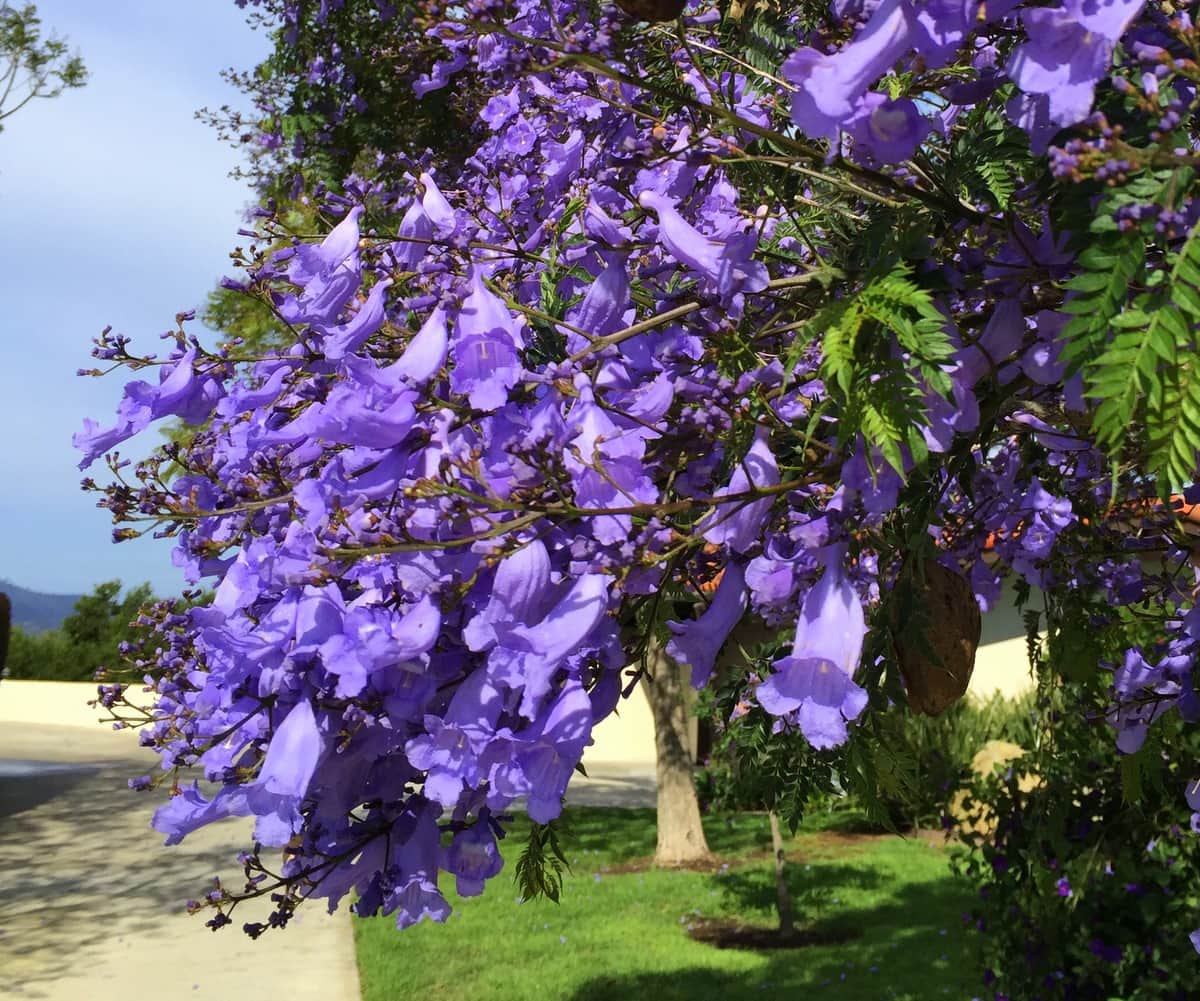 May_2016_Jacaranda Blossoms Jacaranda Blossoms SB Beautiful Tree of the Month