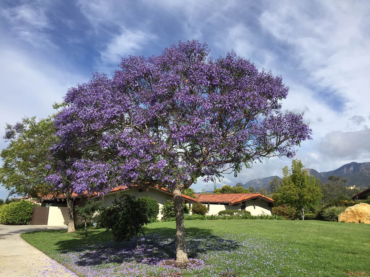 May_2016_Jacaranda Jacaranda Tree — Santa Barbara Beautiful