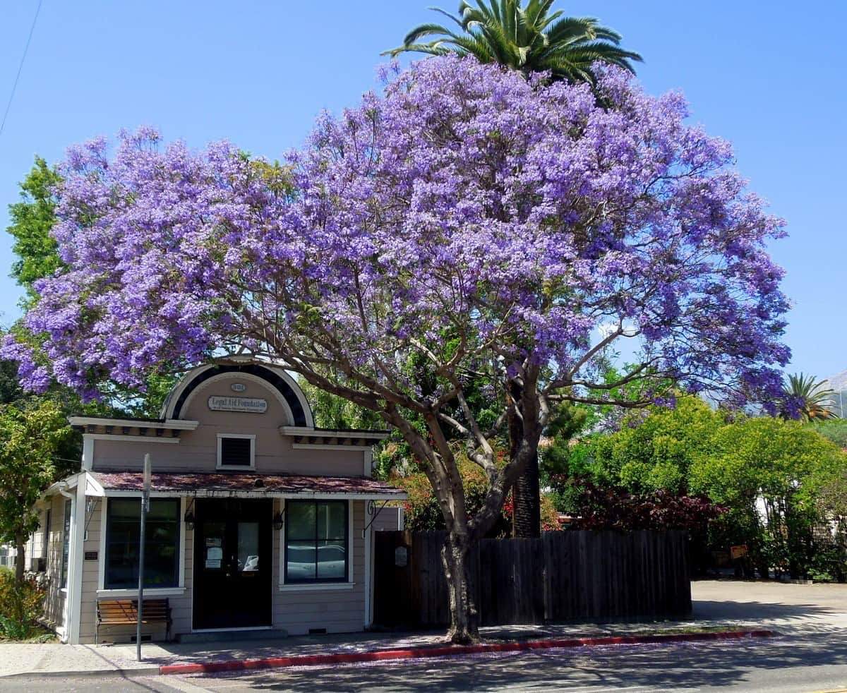 May_2016_Jacaranda_Tree