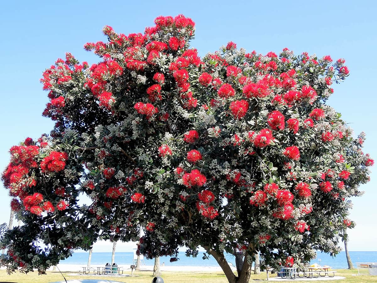 New Zealand Christmas Tree DSCN1495 Gress Photo New Zealand Christmas Tree - SB Beautiful