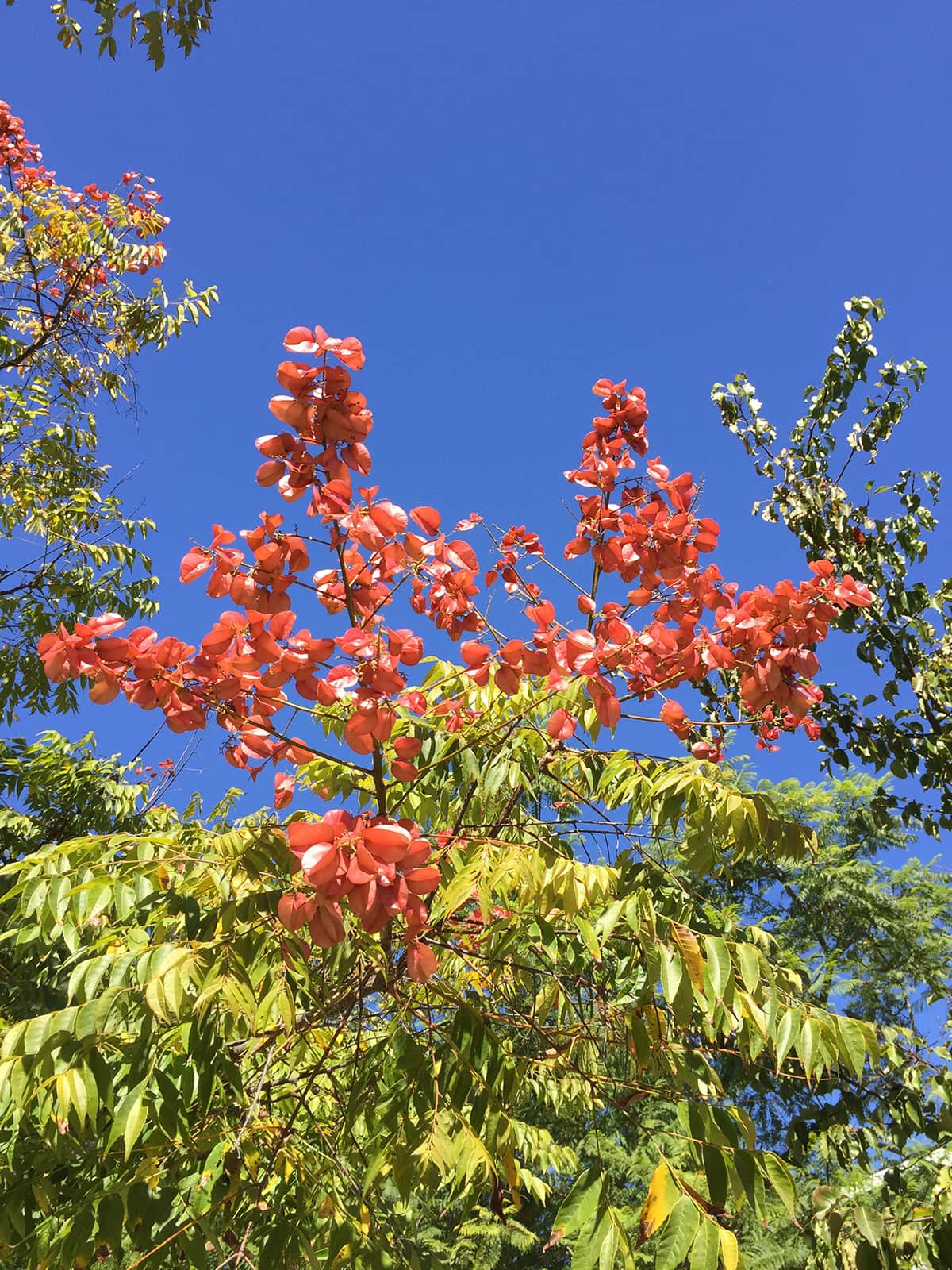 October_2016_01 Chinese Lantern Tree - Closeup
