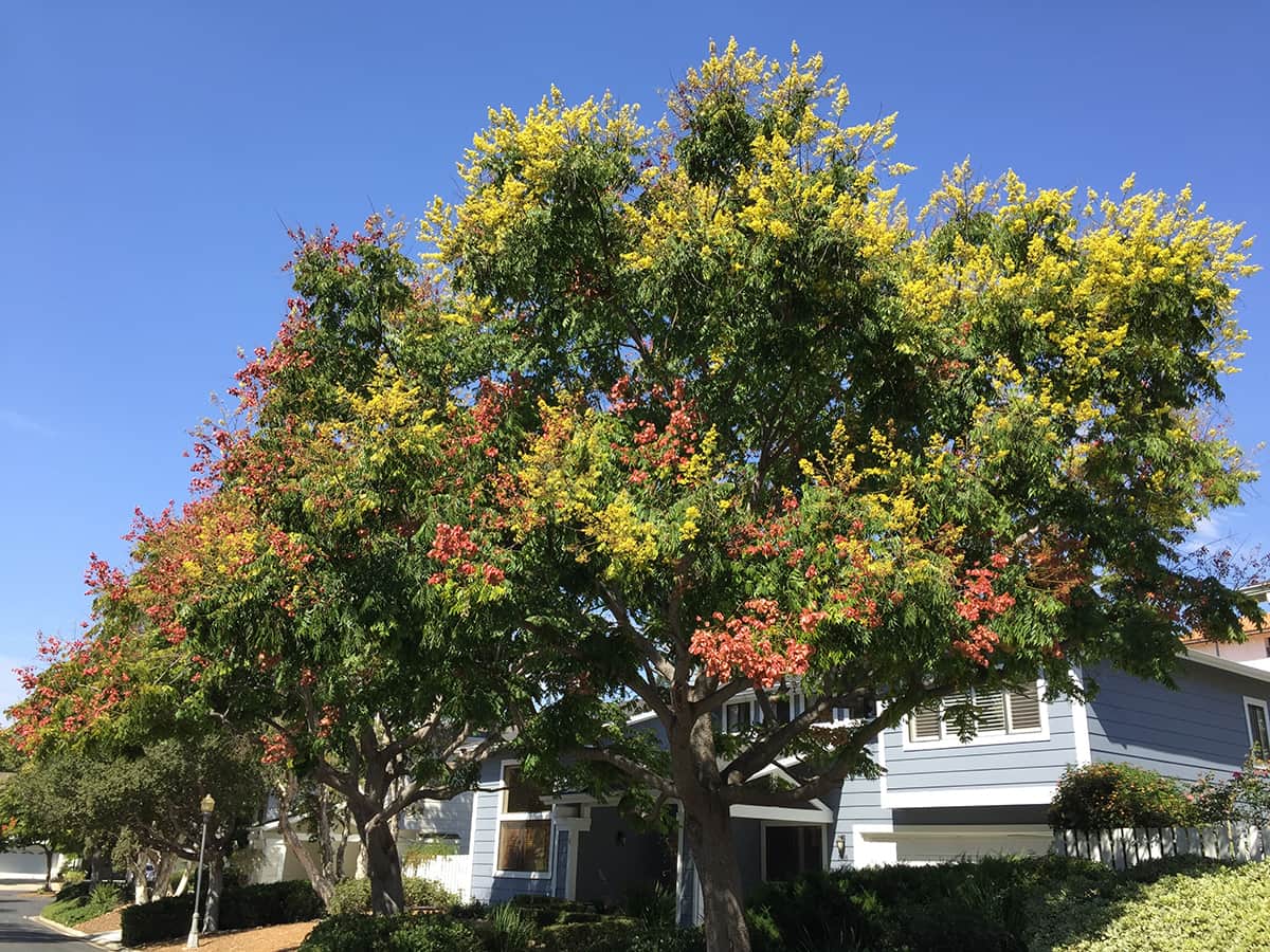 October_2016_02 Chinese Lantern Tree