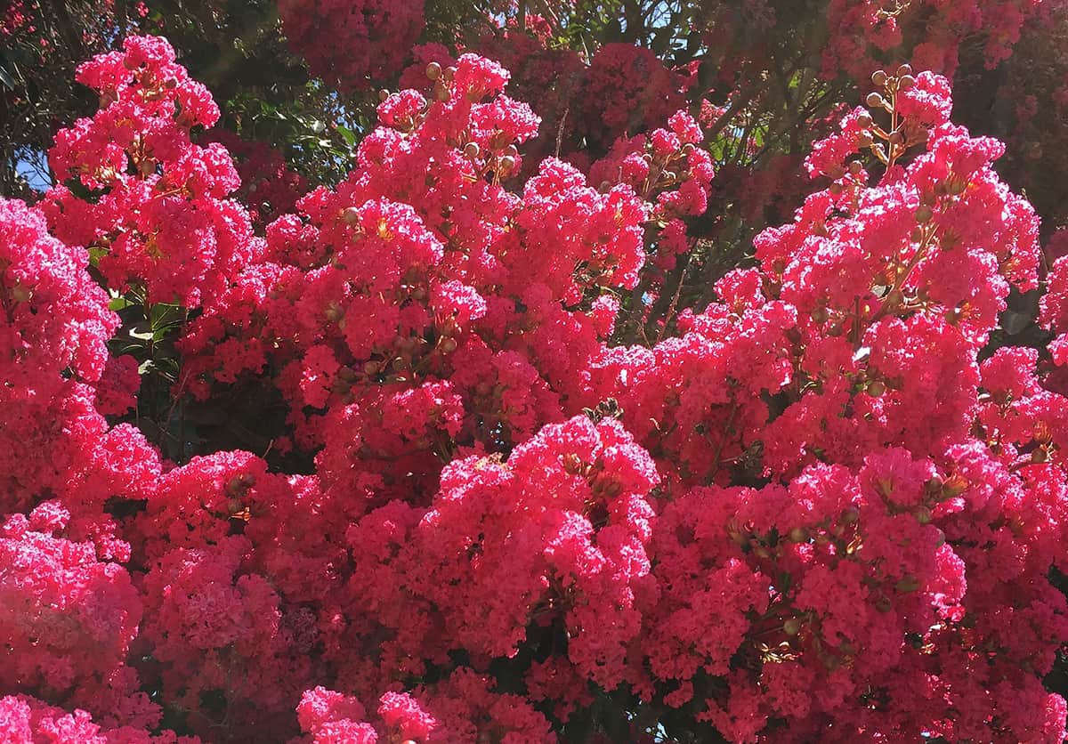 crape-myrtle-flowers-gress Crape Myrtle Flowers