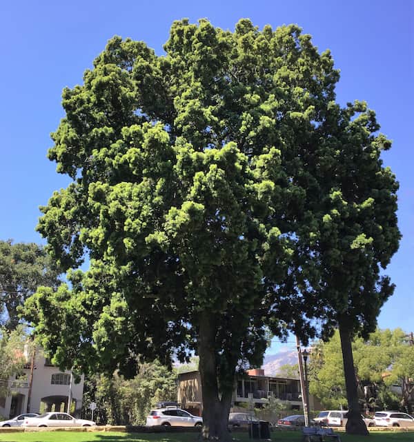 fern-pine-tree-david-gress Fern Pine Santa Barbara