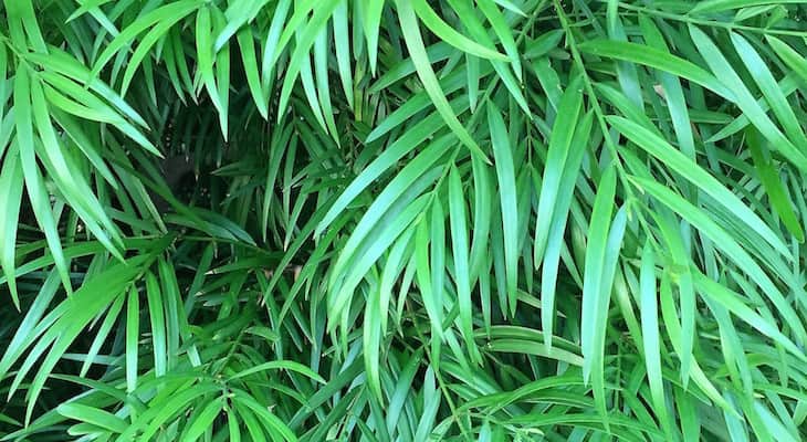 fernpine1013 Fern Pine Leaves