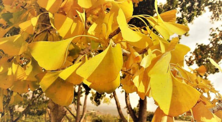 ginkgo-fall-leaves-david-gress Ginkgo - Leaves - Photo David Gress