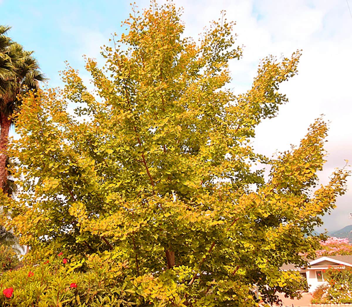 ginkgo-gress-nov-2017_ Ginkgo Tree by David Gress