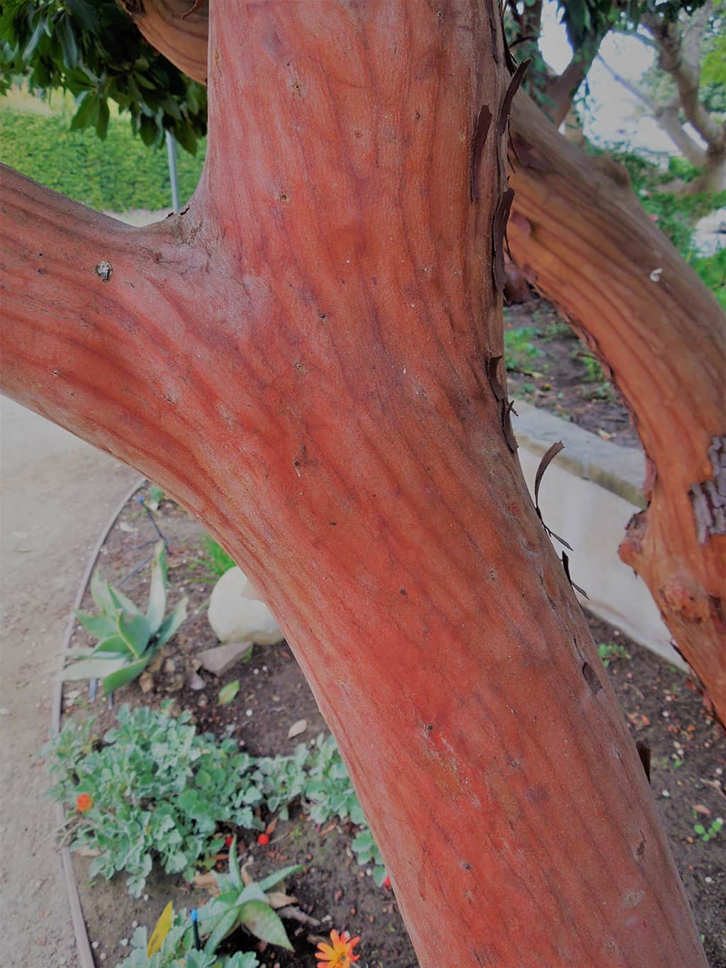 arbutus-marina-bark Marina Strawberry Tree - Bark