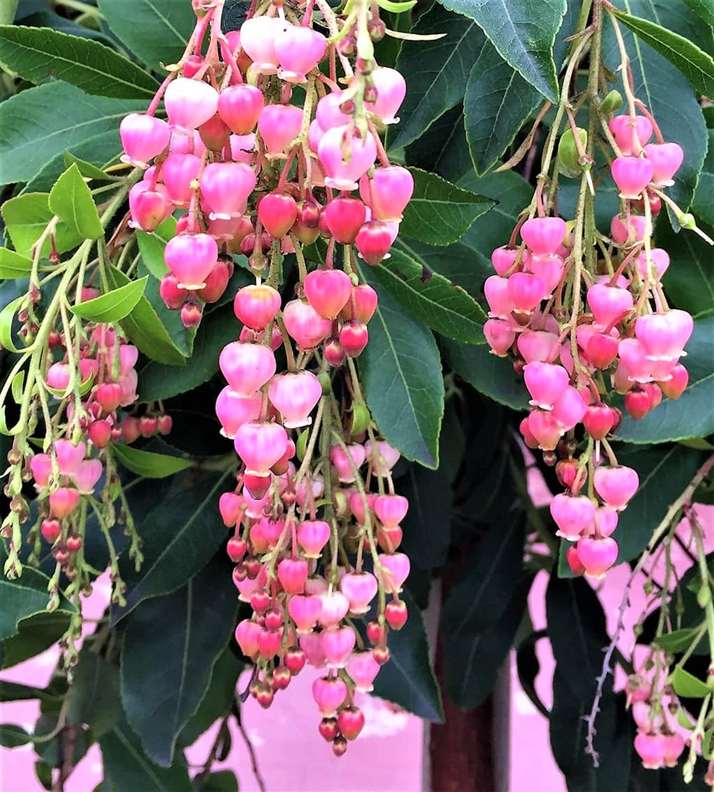 arbutus-marina-flower Arbutus Marina Tree Flower