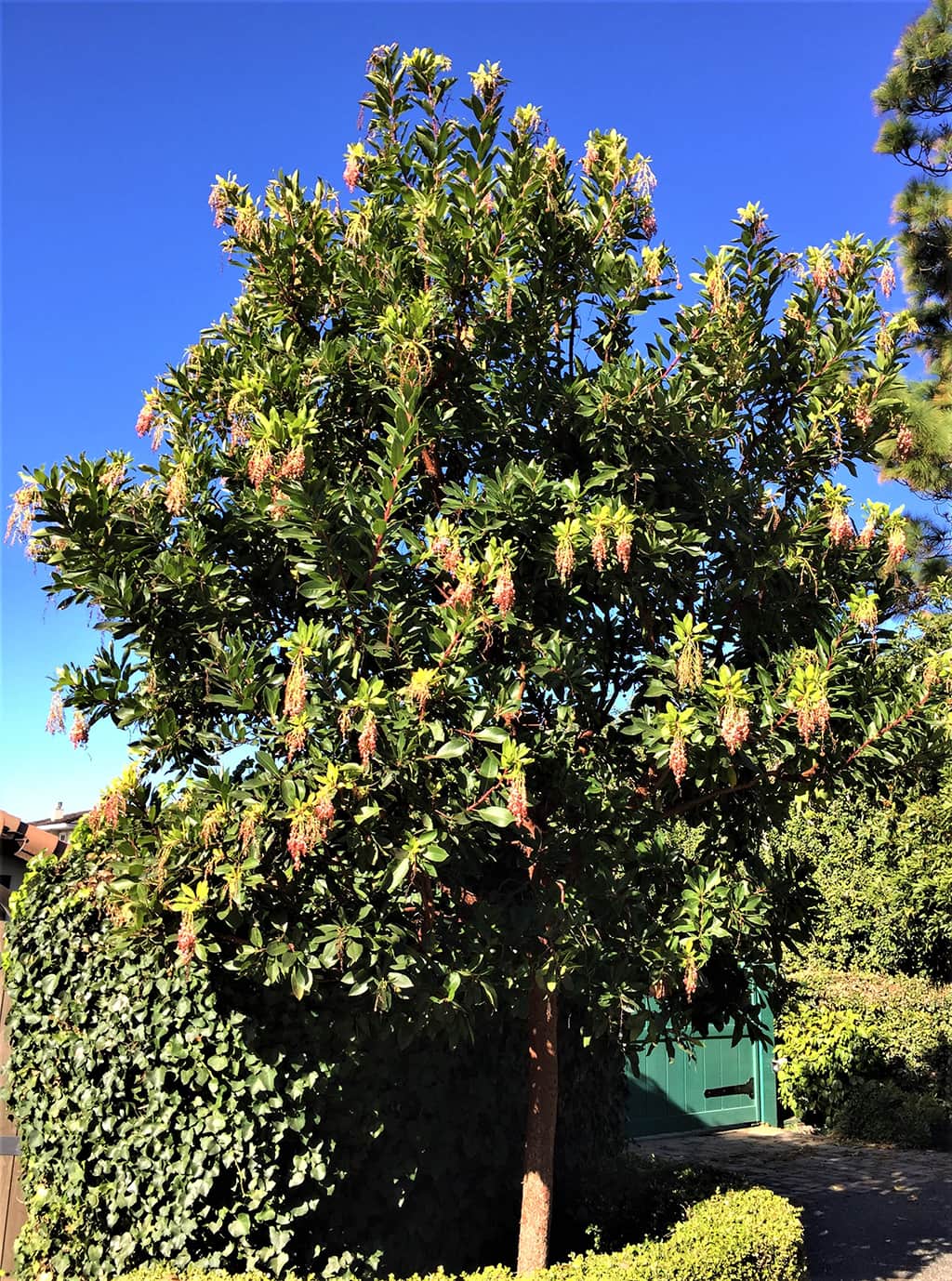arbutus-marina-tree Arbutus Marina Tree Santa Barbara