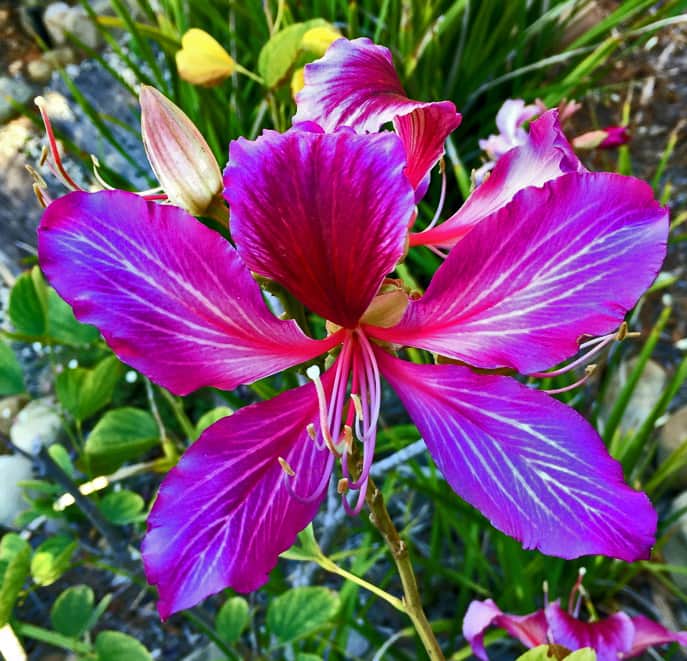hong-kong-orchid-tree-flower2 Hong Kong Orchid - Flower