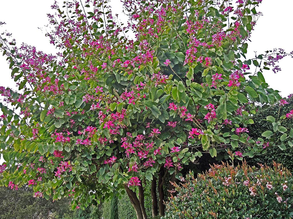hong-kong-orchid-tree Hong Kong Orchid Tree
