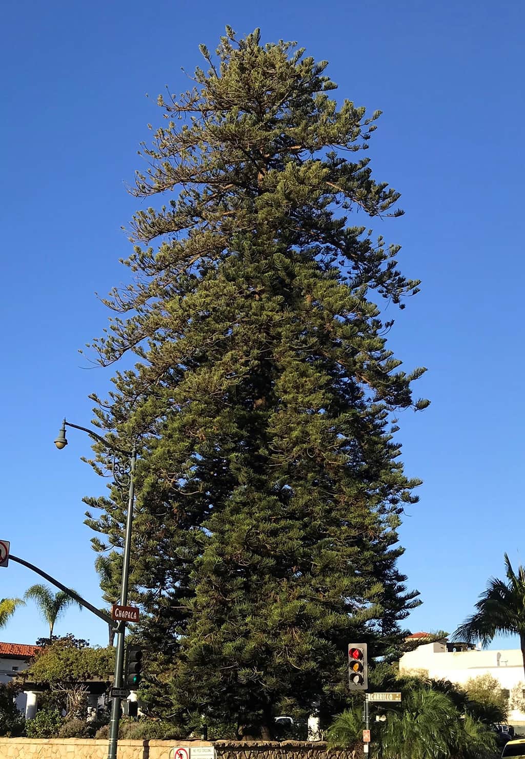 norfolk-island-pine-main Norfolk Island Pine Tree of the Month Dec 2017