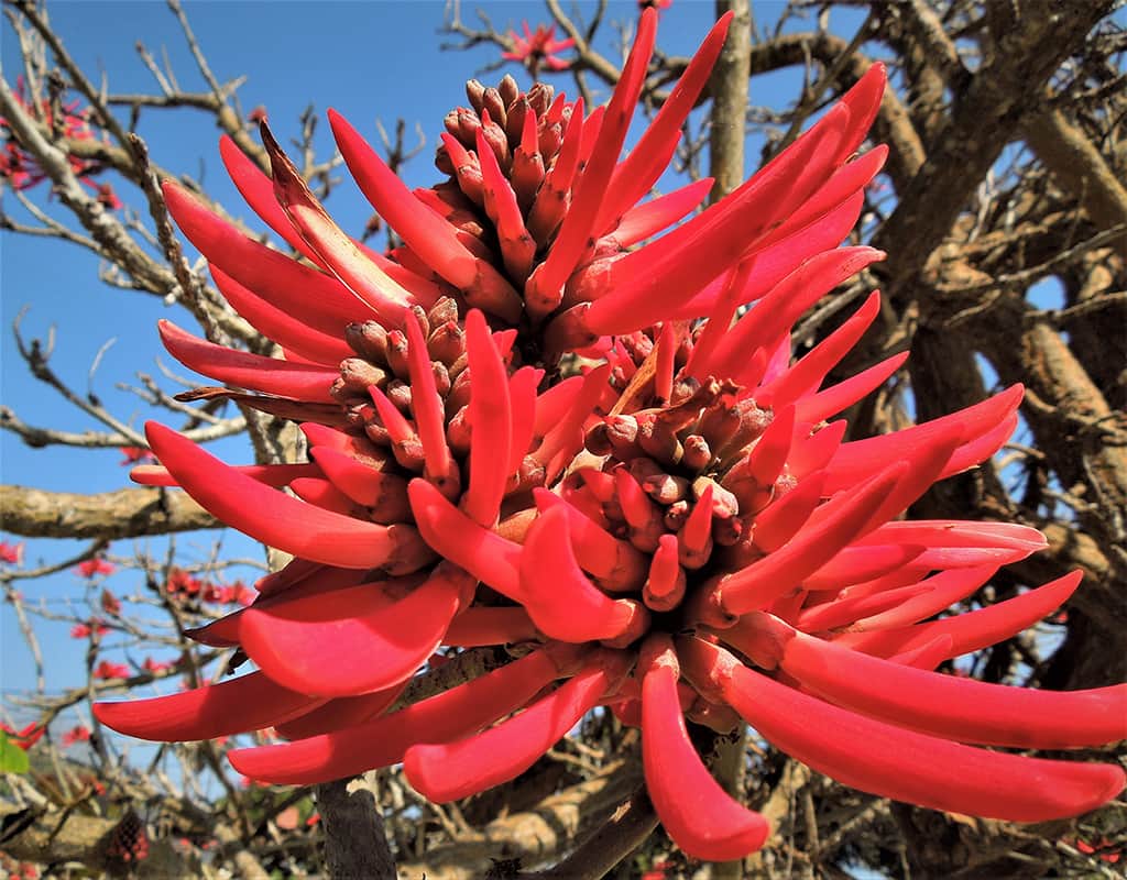 naked-coral-tree-flower-gress Naked Coral Tree Flower by David Gress