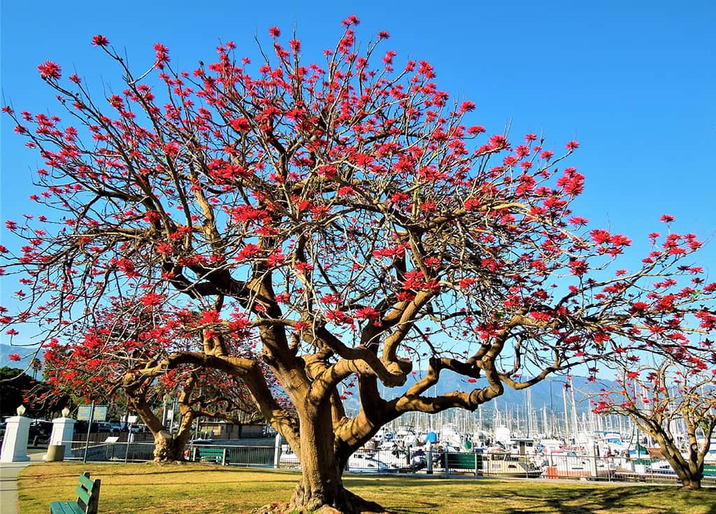 naked-coral-tree-gress Naked Coral Tree - by David Gress