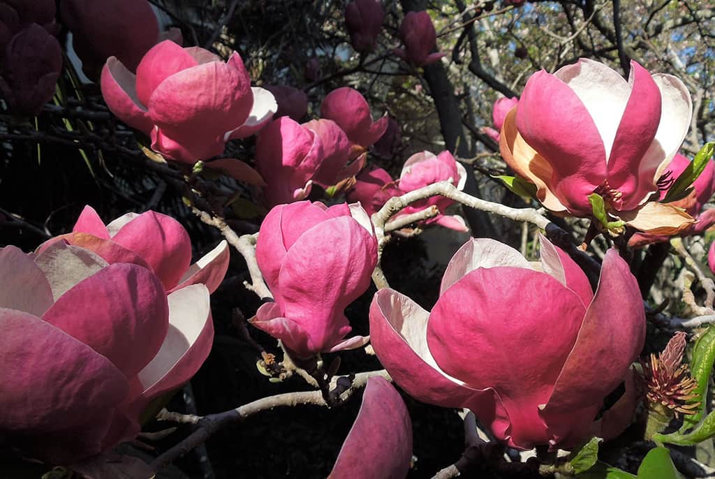 saucer-magnolia-burgendy-flower Saucer Magnolia - Burgendy Flower - Photo David Gress