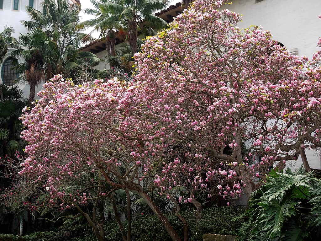 saucer-magnolia-gress Saucer Magnolia - Photo David Gress