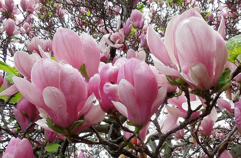 saucer-magnolia-pink-flower Saucer Magnolia Pink Flower