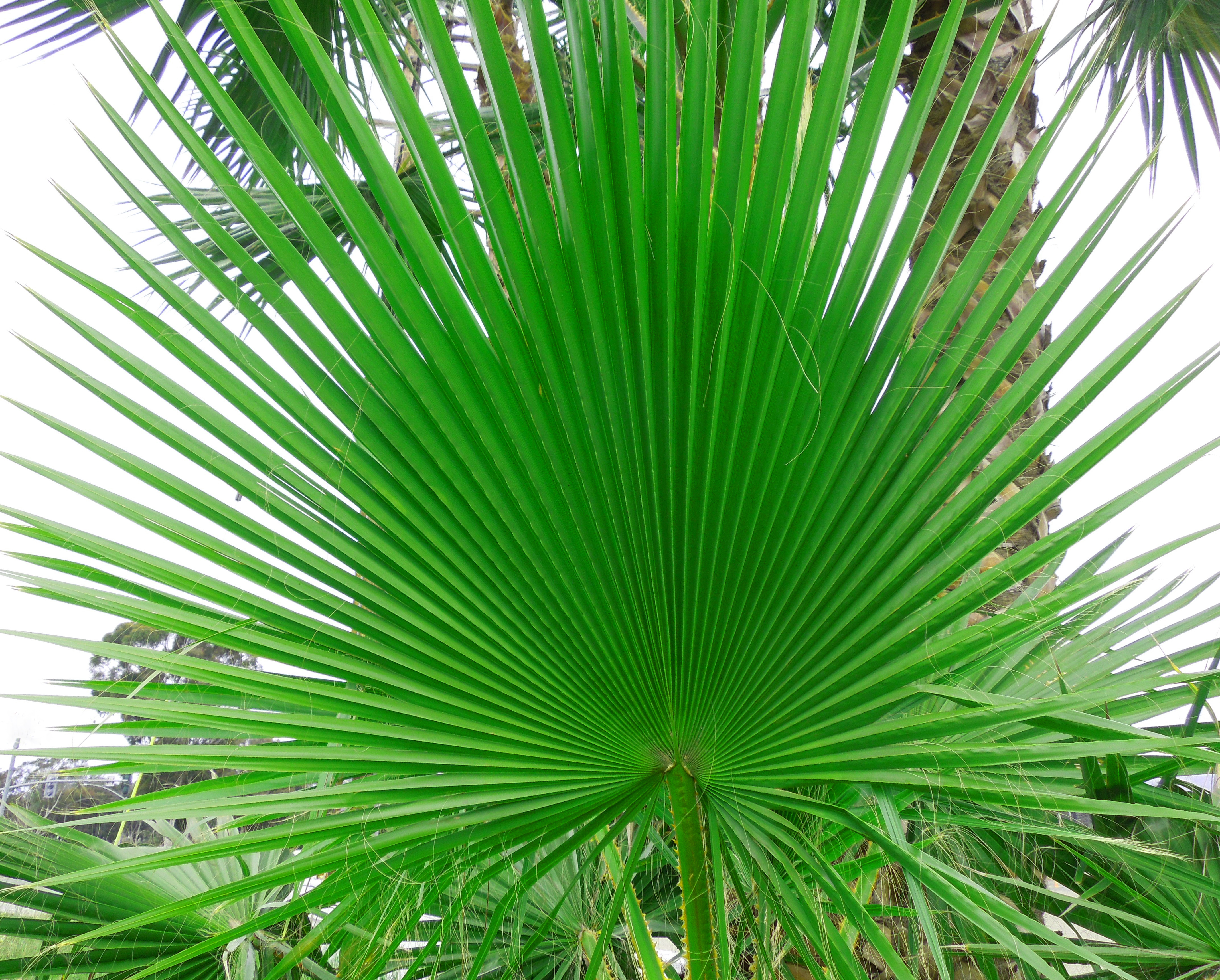 Mexican Fan Palm Leaf - Gress Photo DSCN1760 (4) copy Mexican Fan Palm Leaf