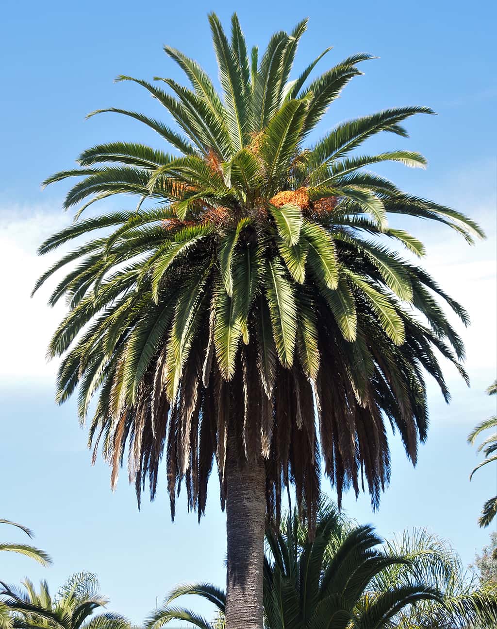 canary-island-date-palm_gress Canary Island Date Palm by David Gress