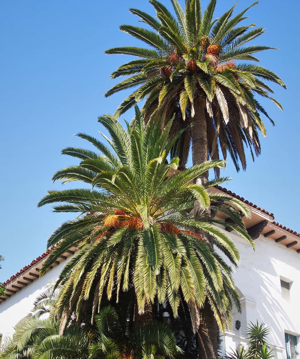 canary-island-date-palm_gress02 Canary Island Date Palms by David Gress
