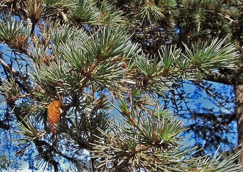 deodar-cedar-foliage-gress Deodar Cedar foliage by David Gress