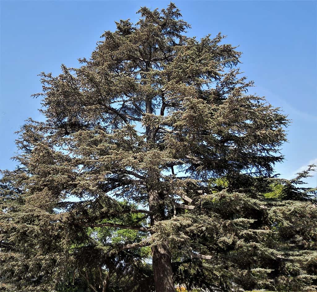 deodar-cedar-gress Deodar Cedar by David Gress