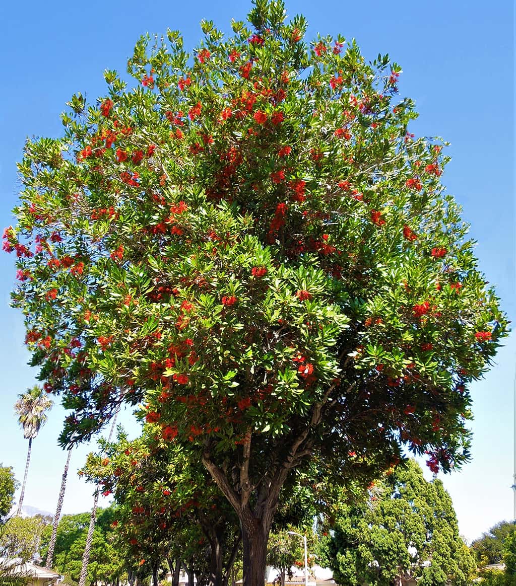 Fire -wheel Tree by David Gress