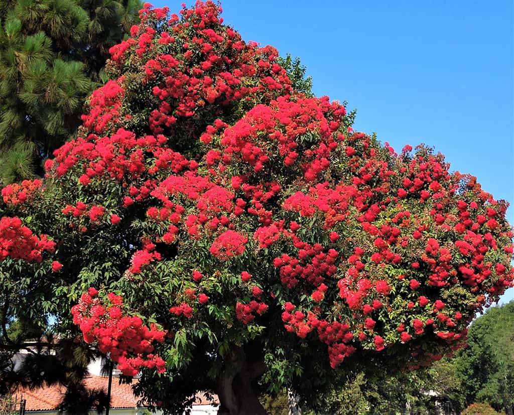 red-flowering-eucalyptus-gress Red Flowering Eucalyptus by David Gress