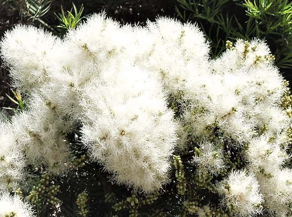 show-in-summer-melaleuca-leaves Snow in Summer flowers