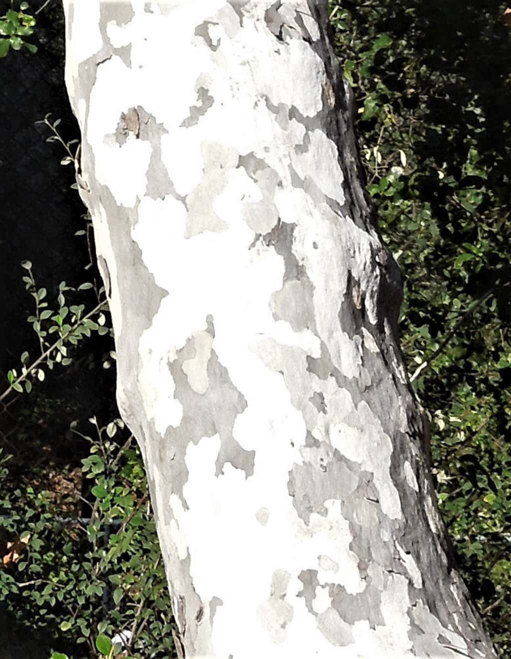 California Sycamore - Bark by David Gress