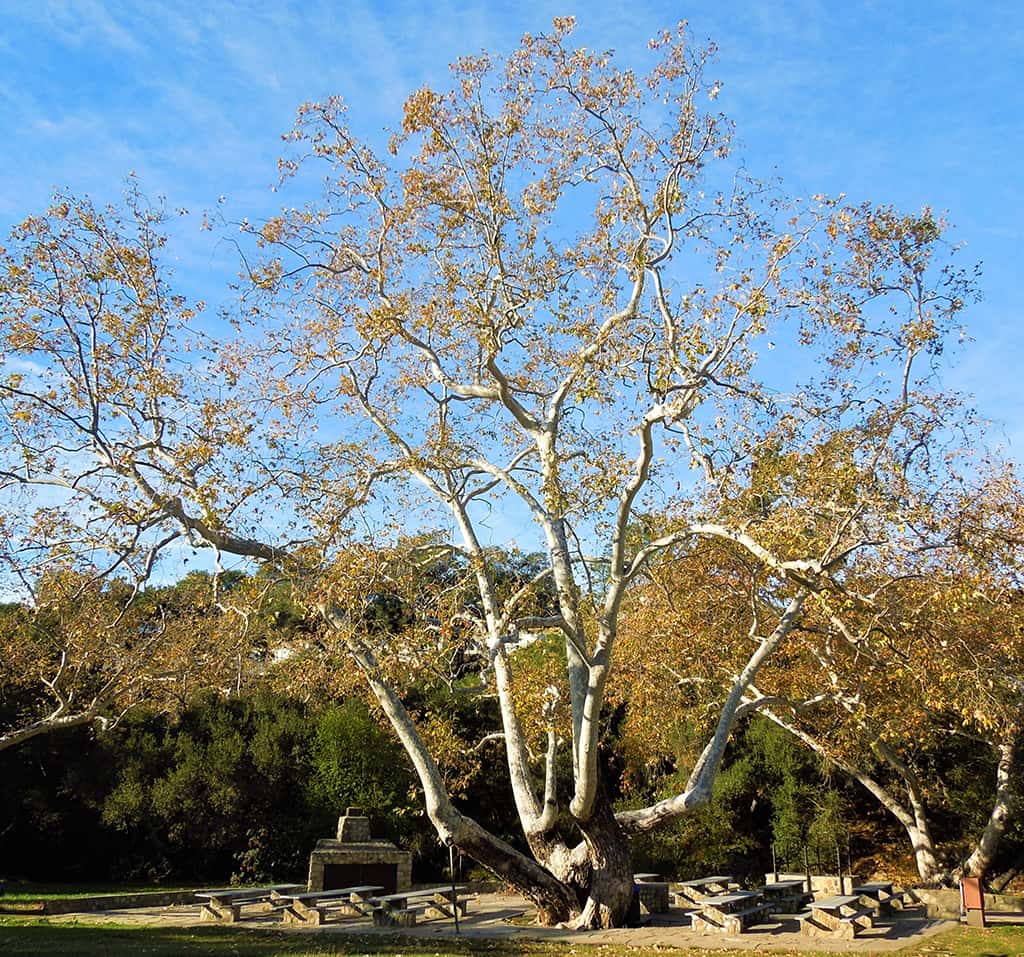 California Sycamore by David Gress