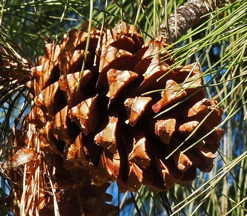 canary-pine-cone Canary Island Pine Cone by David Gress
