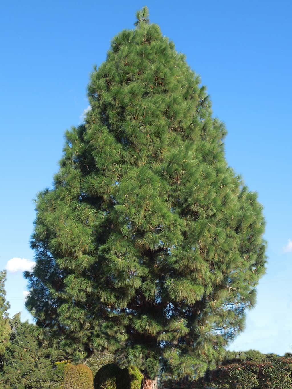canary-pine-gress Canary Pine by David Gress
