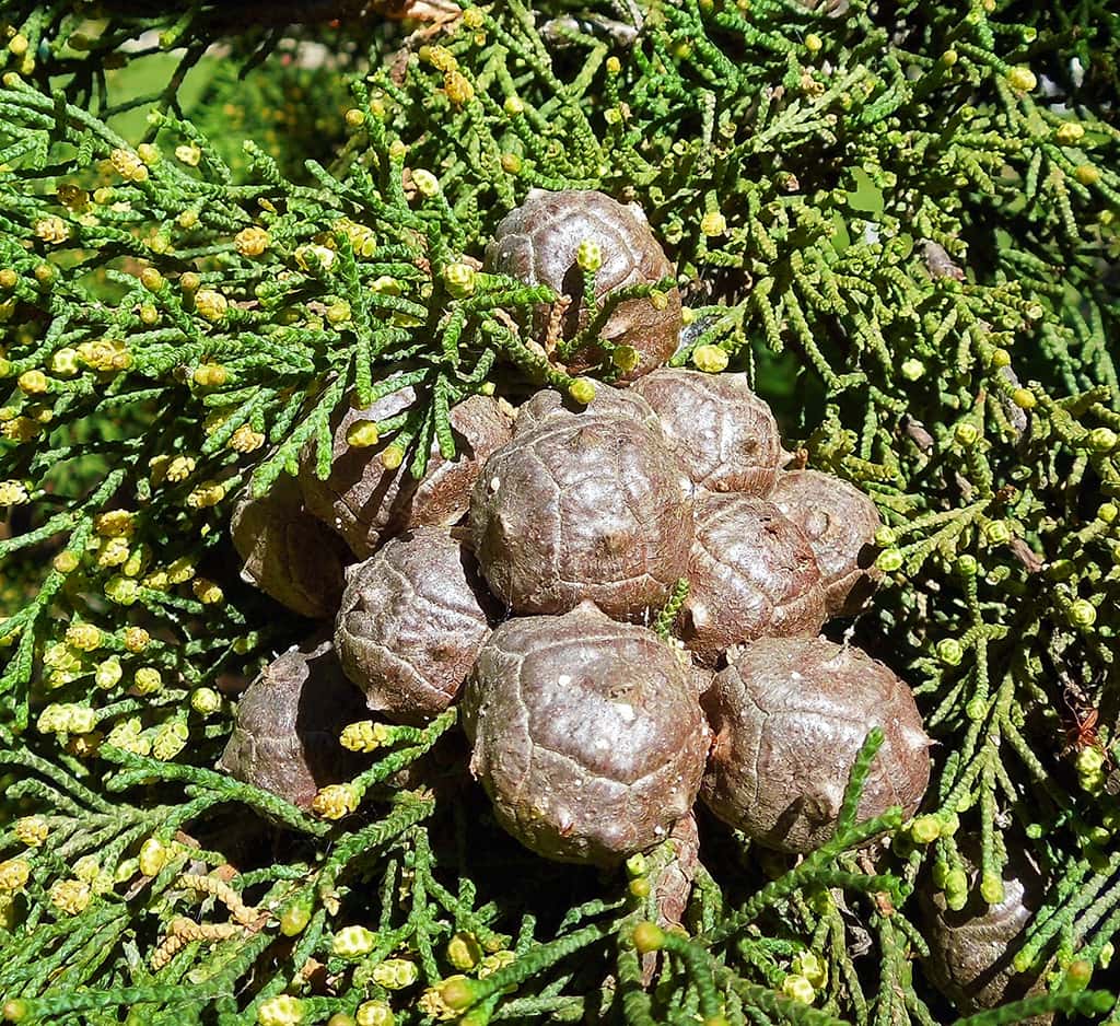 monterey-cypress-cones-gress-photo Monterey Cypress Cones - Photo by David Gress