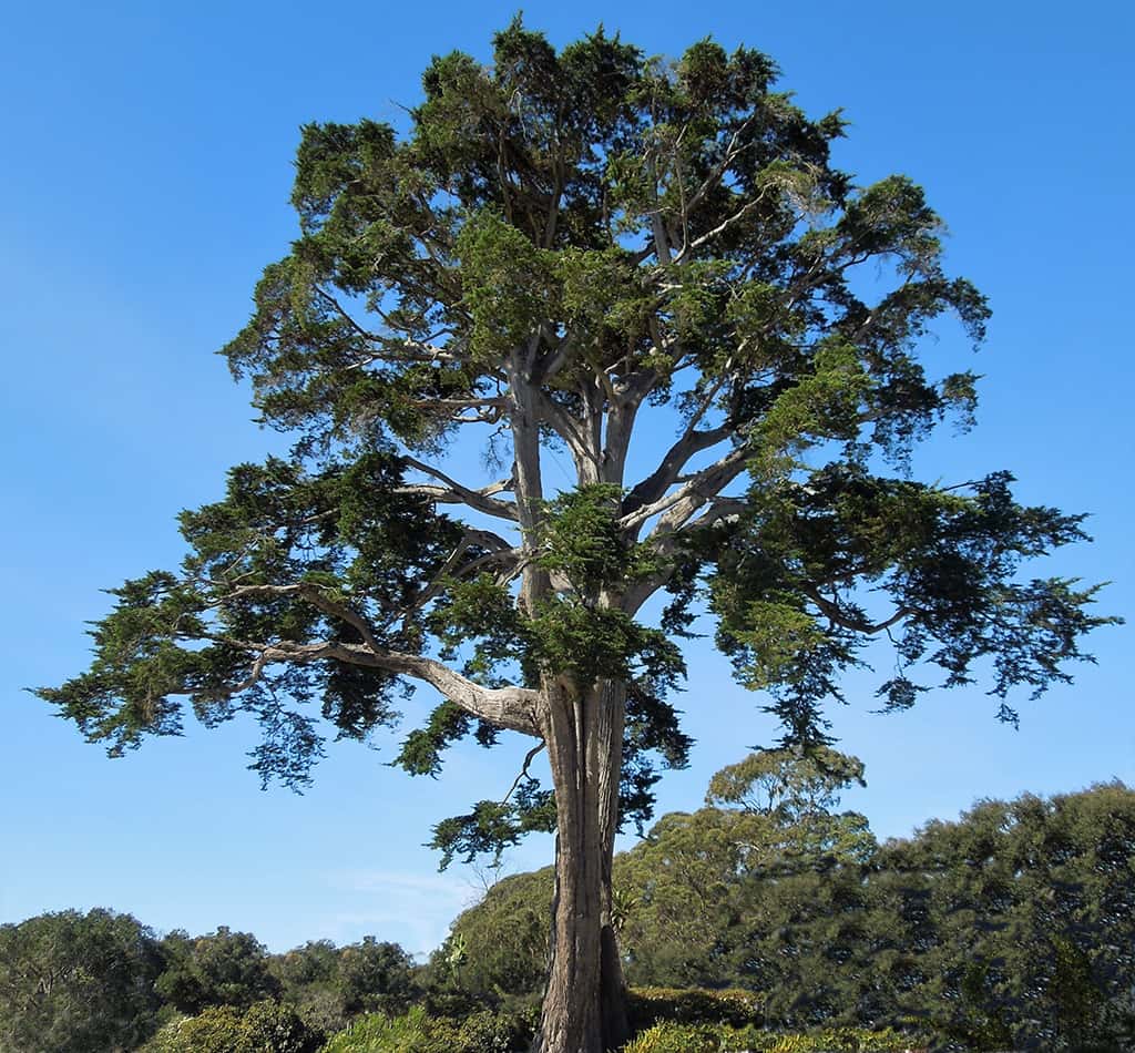monterey-cypress-gress-photo Monterey Cypress by David Gress