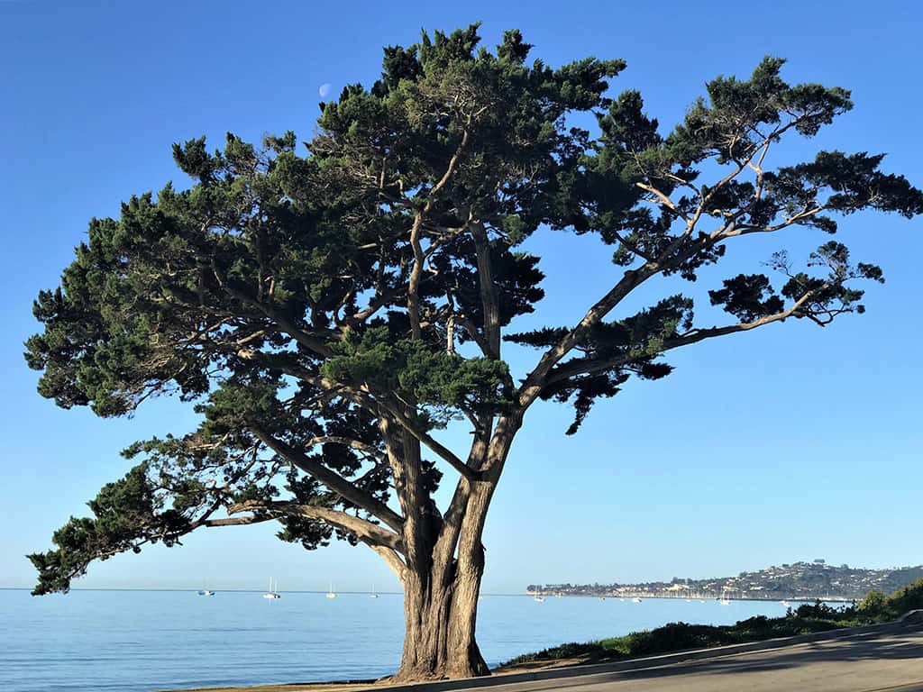 monterey-cypress-shore-gress-photo Monterey Cypress Tree Photo by David Gress